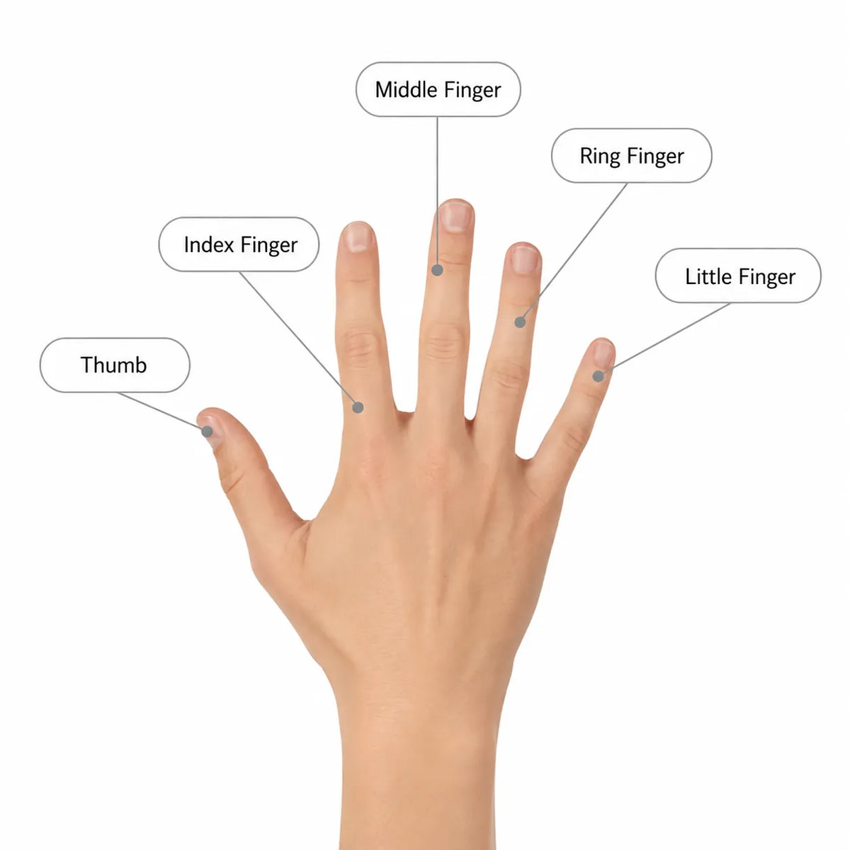 Illustration av handens fingrar som visar vilka fingerskydd som finns: pek-, lång-, ring- och lillfinger.