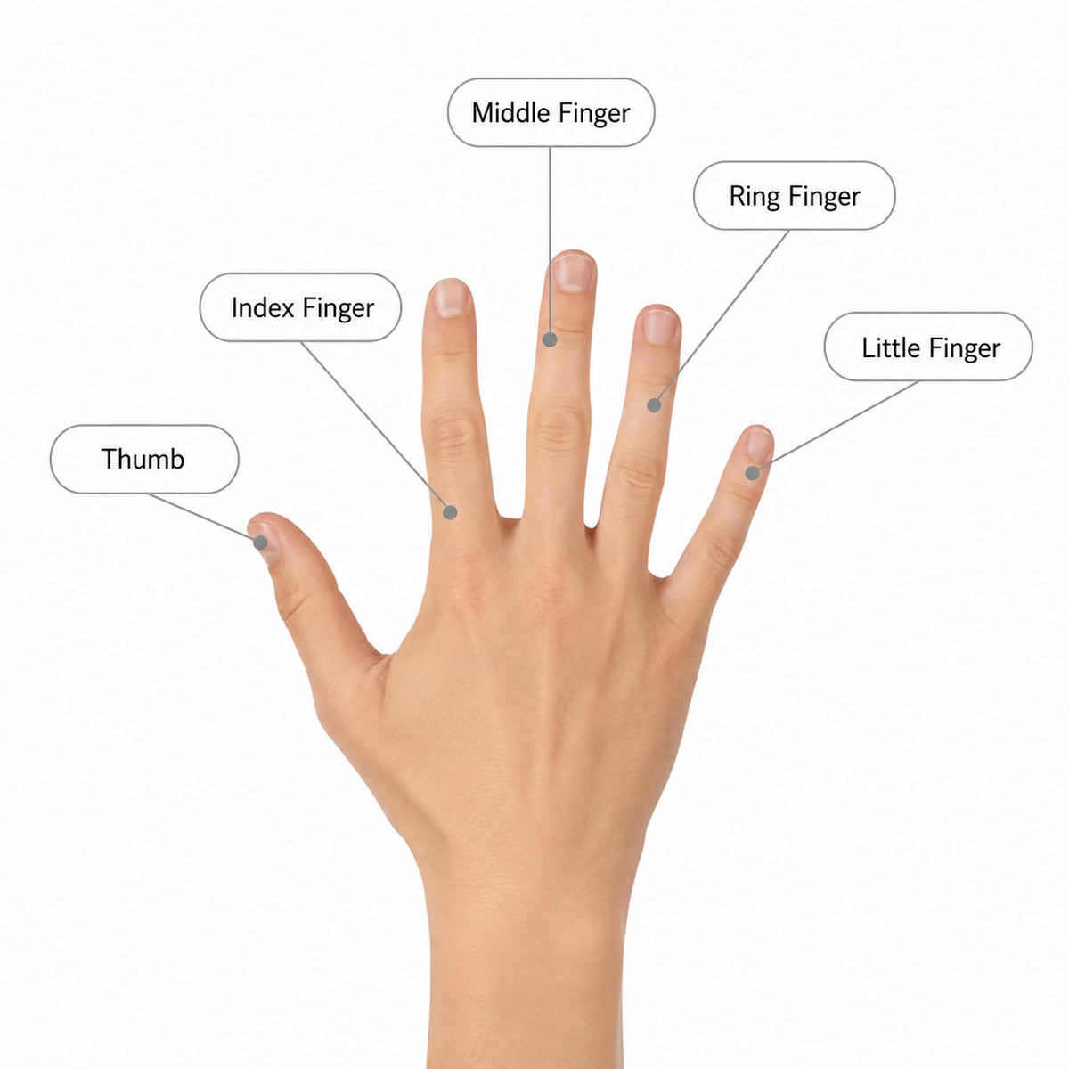 Illustration av handens fingrar som visar vilka fingerskydd som finns: pek-, lång-, ring- och lillfinger.